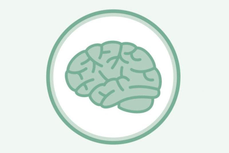 Drawing of the human brain