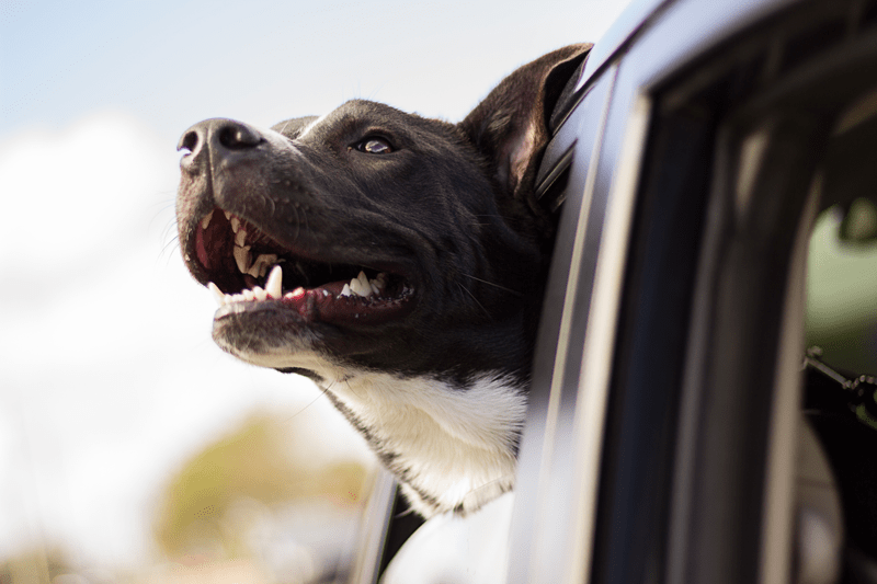 20 Zany Animal Brain Facts not Everyone Knows...