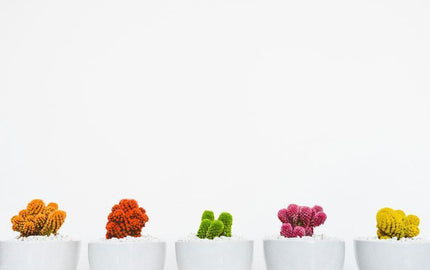 Your Brain & Colors: How We Interpret Them