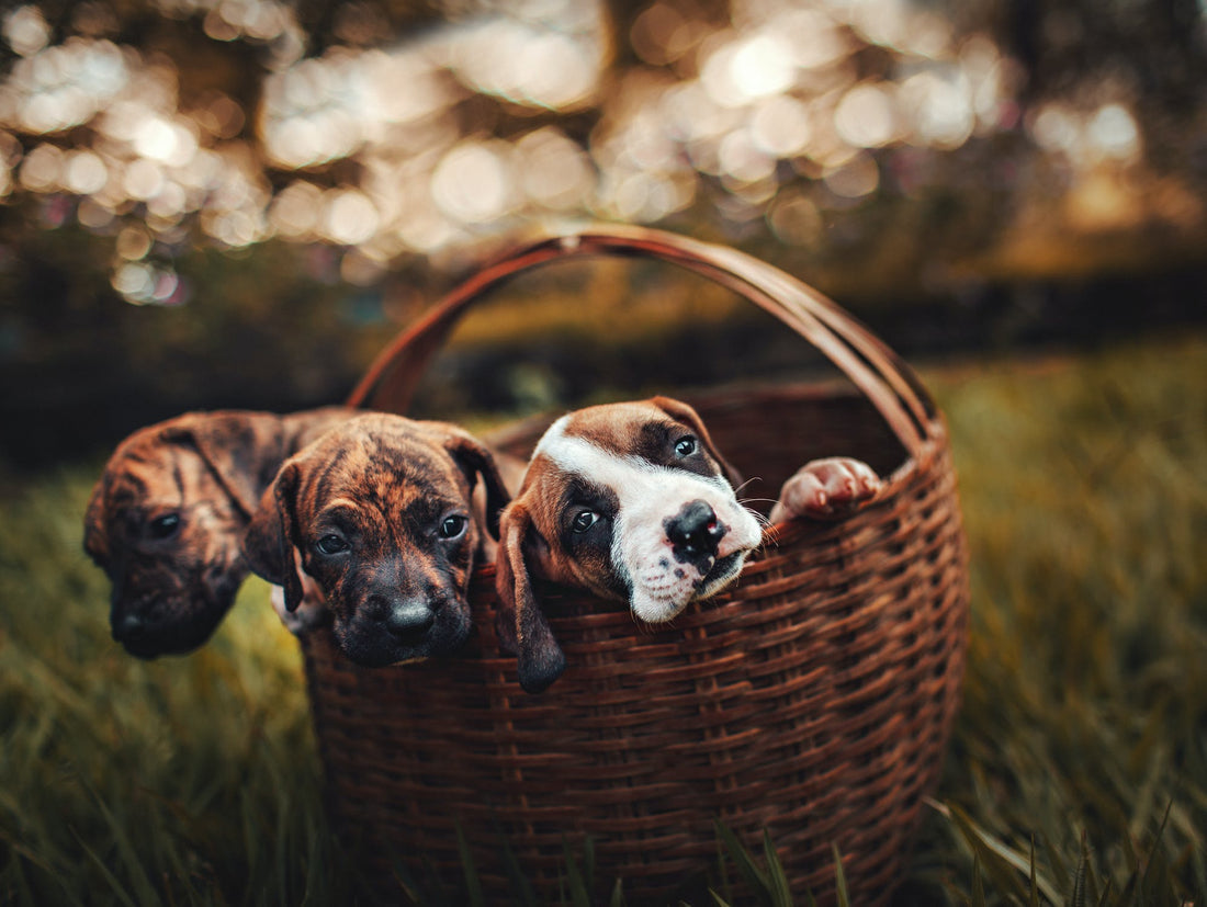 Pet Photo Album Ideas That You’ll Love Fur-ever
