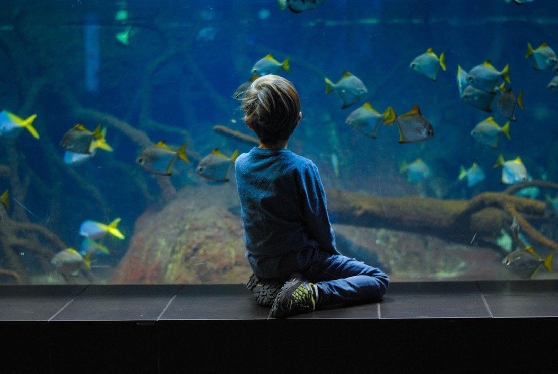 Zoos, Drive-in Movies, Aquariums, Oh My!