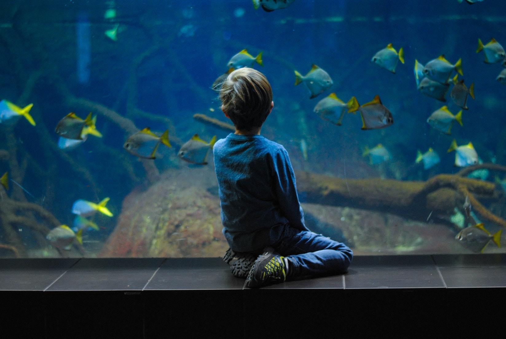 Zoos, Drive-in Movies, Aquariums, Oh My!