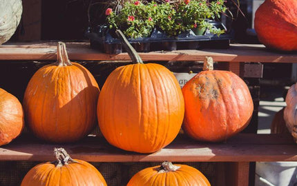 October Fun: Pumpkin Patches!
