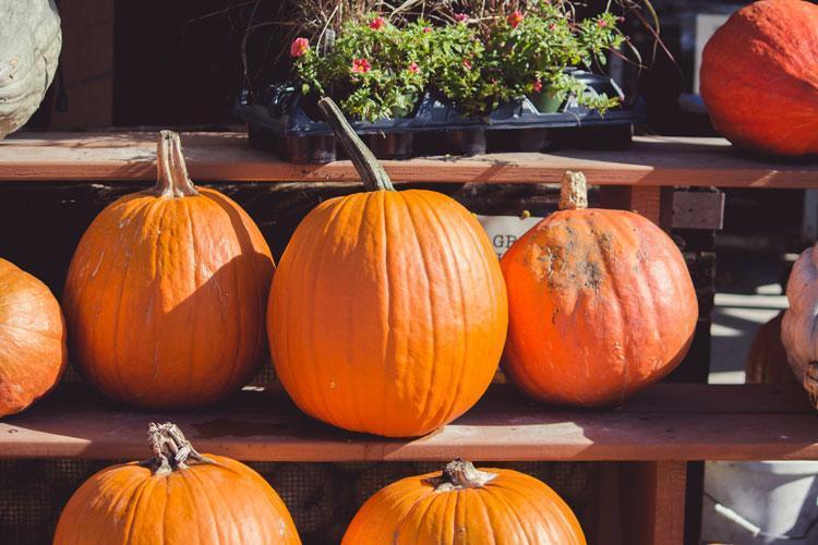 October Fun: Pumpkin Patches!